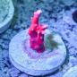 Preview: Anacropora TNT